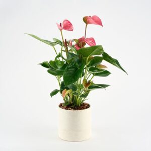 Anthurium i lys krukke - Send blomster med Bloomit