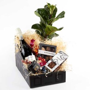 Festlig gavekasse med plante - Send blomster med Bloomit
