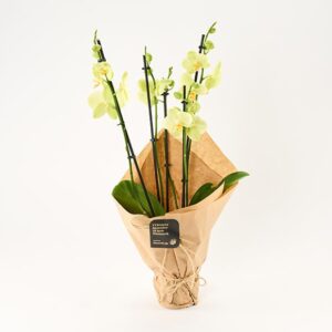Glædelig orkidégave - Send blomster med Bloomit
