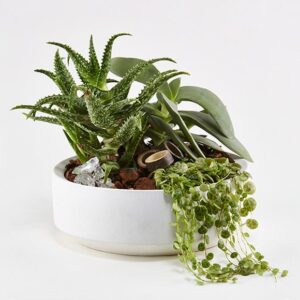 Grønt plantearrangement - Send blomster med Bloomit
