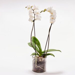 Hvid orkide i glasskjuler - Send blomster med Bloomit