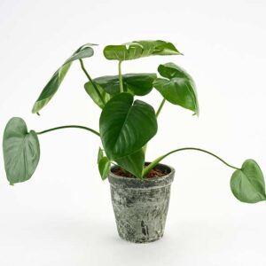 Monstera i rustik skjuler - Send blomster med Bloomit
