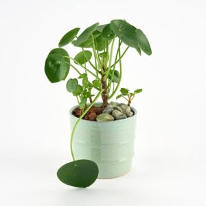 Pilea i glaseret skjuler - Send blomster med Bloomit