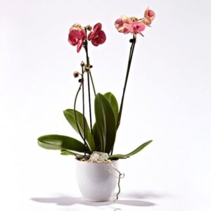 Pink orkide i skjuler - Send blomster med Bloomit