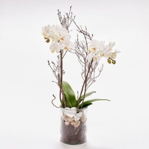 Romantisk orkidé, floristens valg - Send blomster med Bloomit