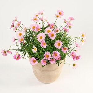 Sød sommerplante i lerkrukke, floristens valg - Send blomster med Bloomit